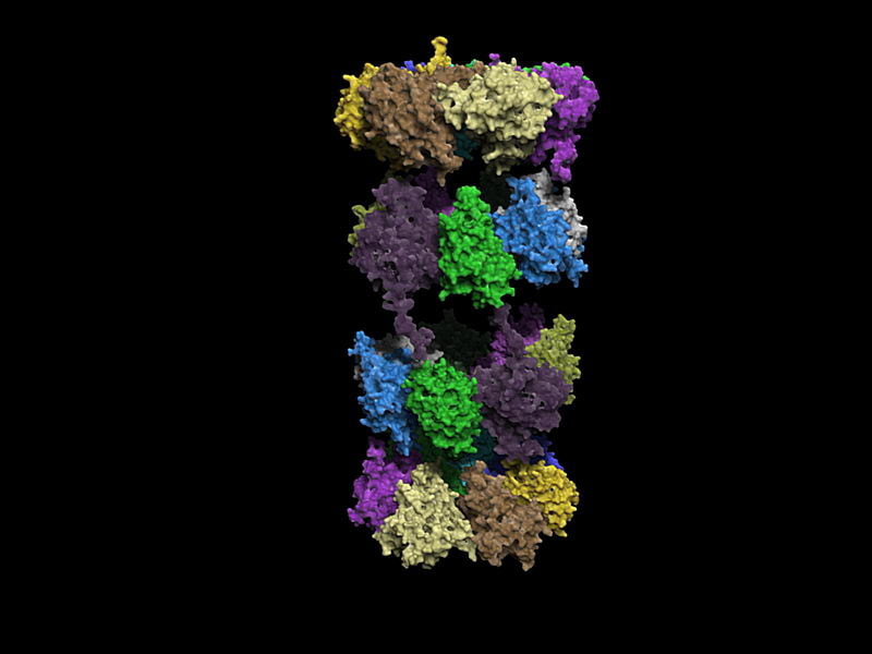 3d 20s proteasome model https://static.turbosquid.